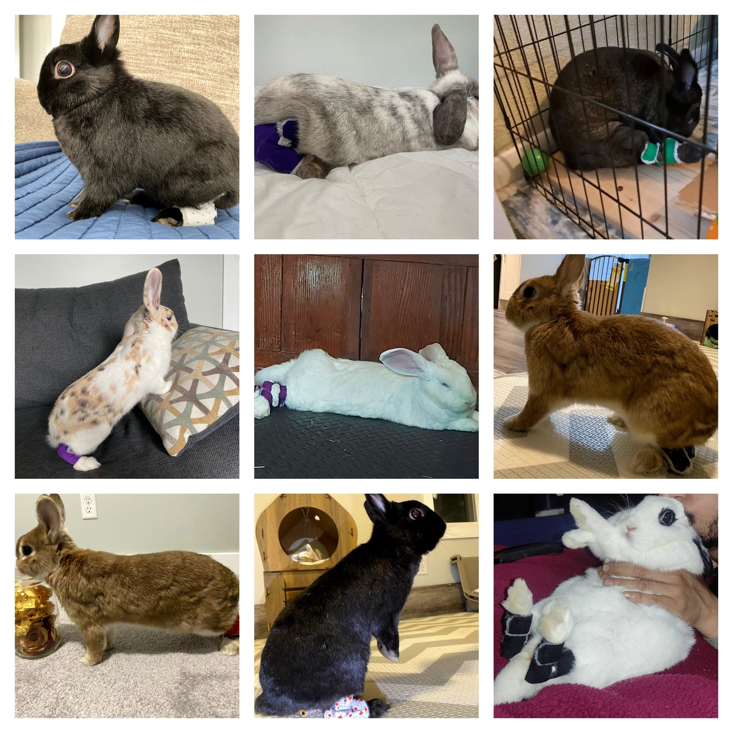 Size: Jumbo Rabbit Hock Socks (1-Way Straps)