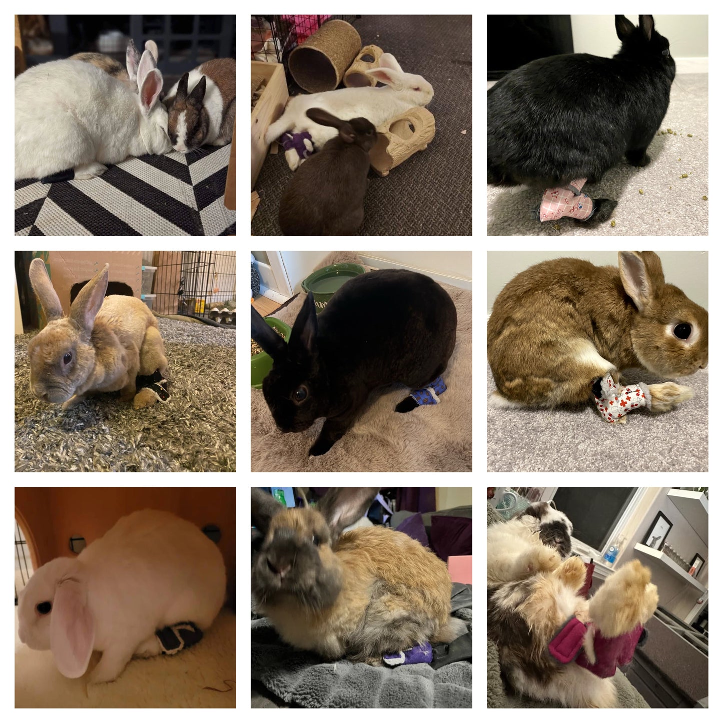 Size: Large Rabbit Hock Socks(1-Way Straps)