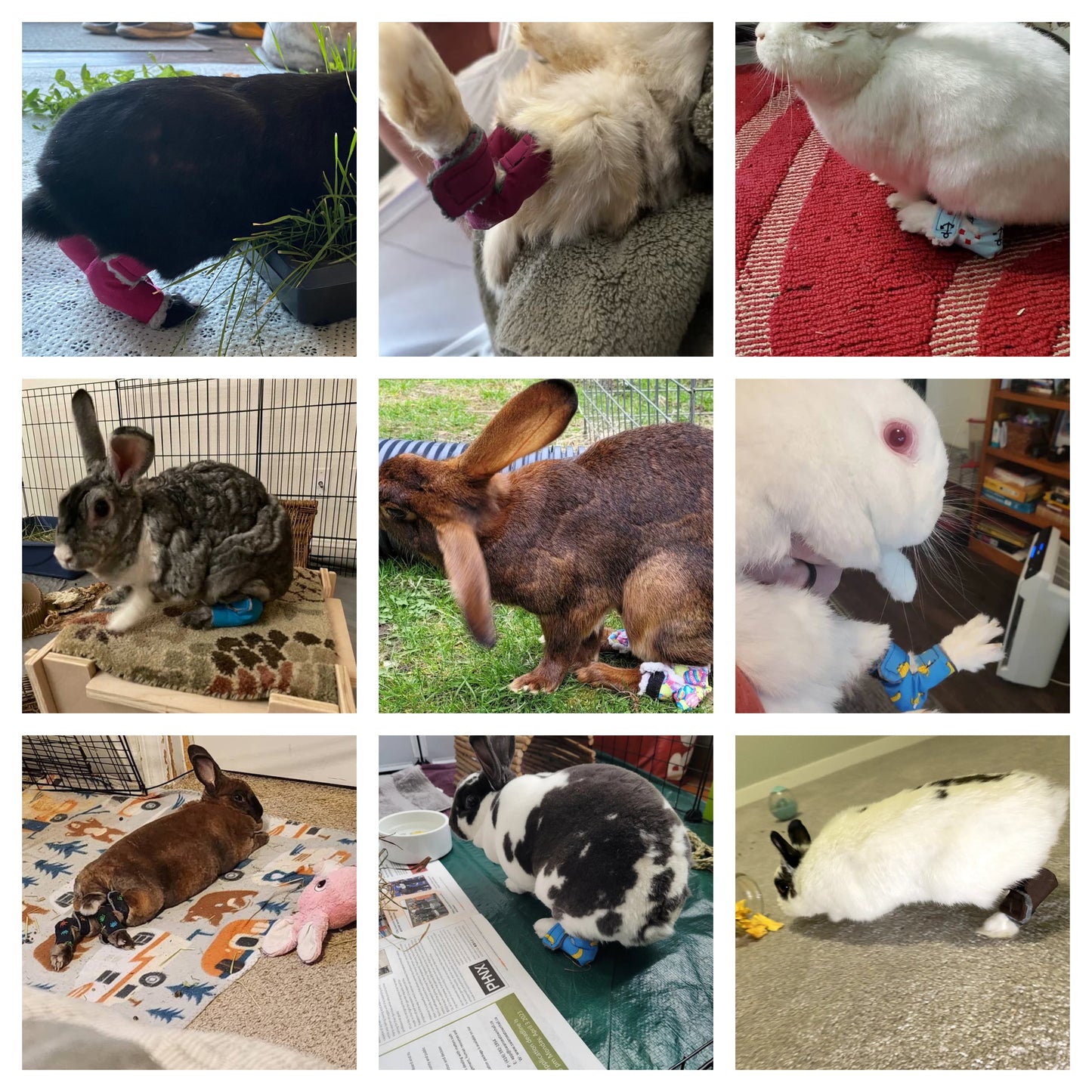 Size: Medium Rabbit Hock Socks (Sport Socks)