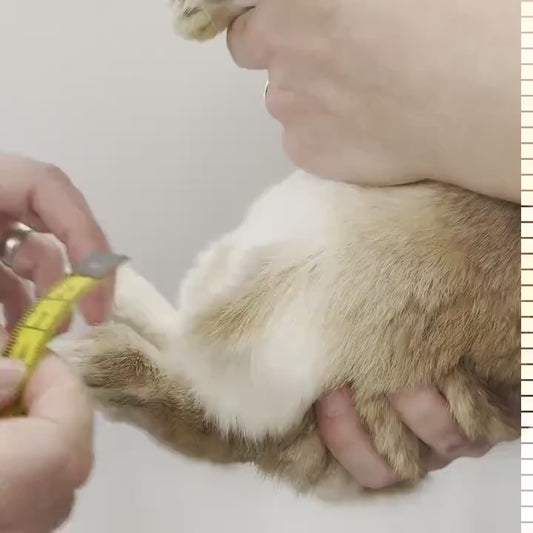 Size: Jumbo Rabbit Hock Socks (2-Way Straps)