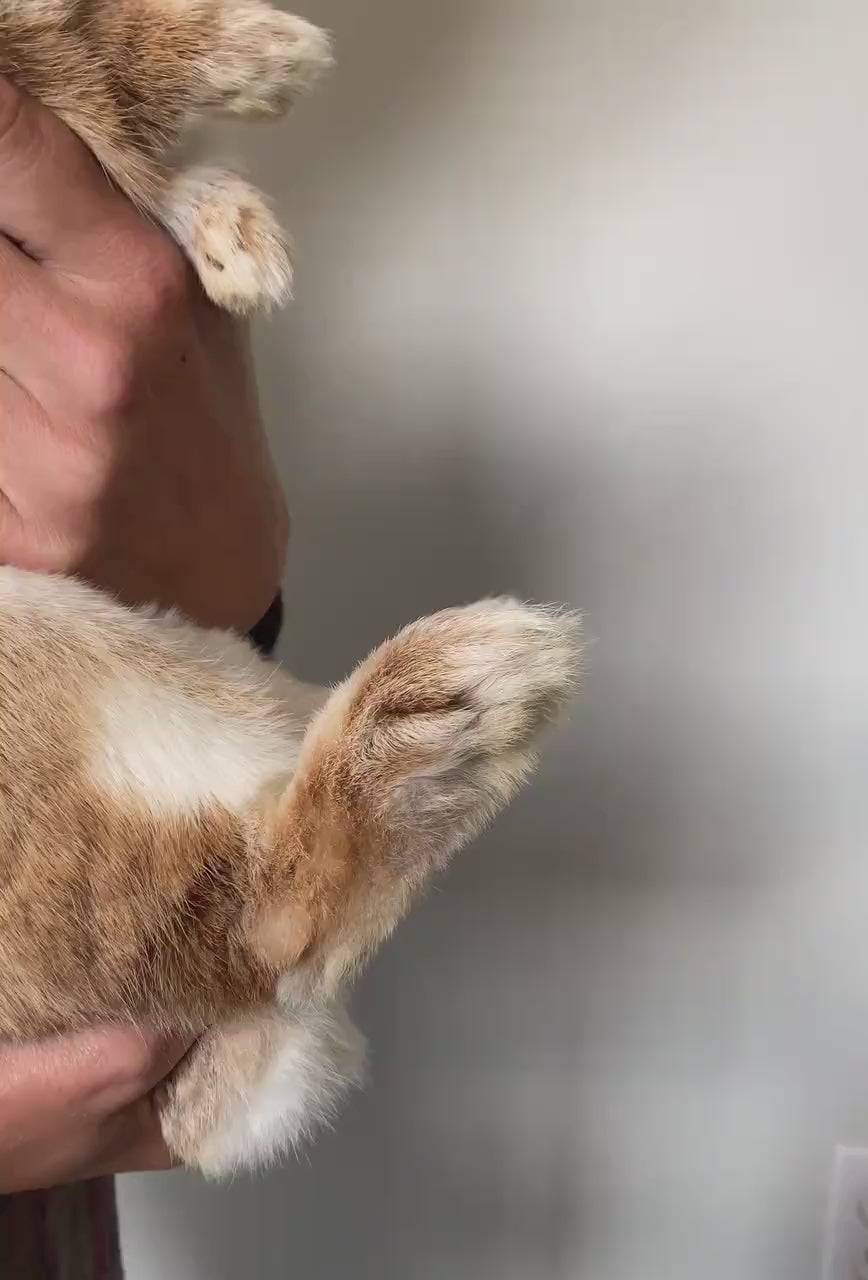 Charger la vidéo : 